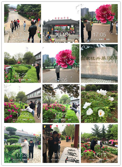 河北邢（xíng）台客戶（hù）遊覽*家牡丹園